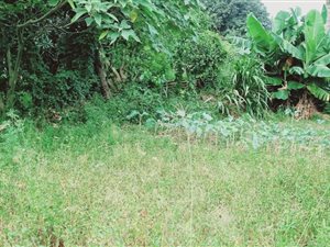 4 Bed House in Verulam Central