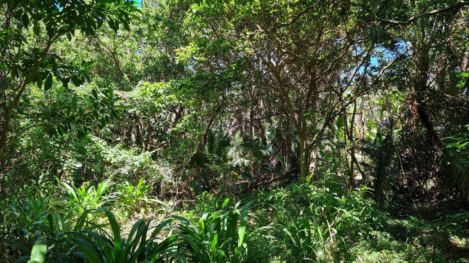 2833 m² Land available in Palm Beach photo number 7