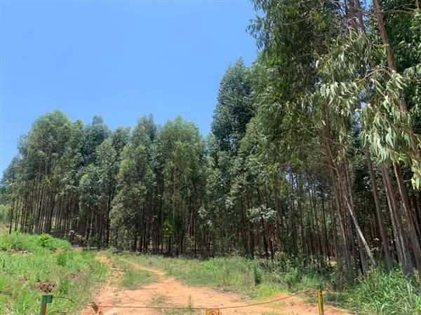 178.9 ha Farm in Tzaneen