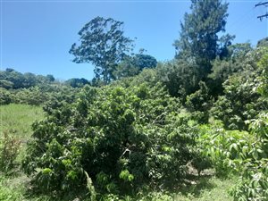 3.2 ha Farm in Port Shepstone