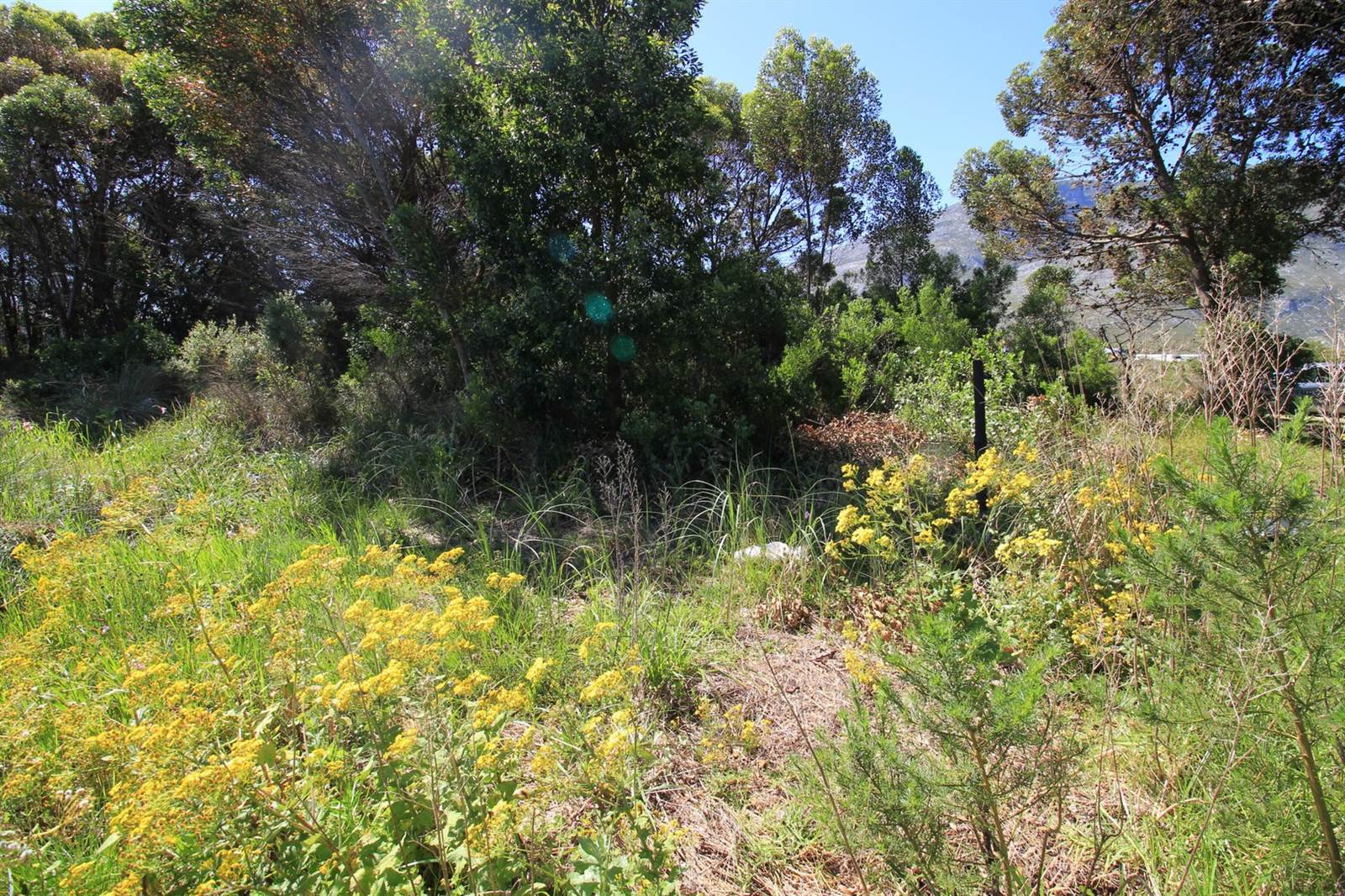 3252 m² Land available in Bettys Bay photo number 11