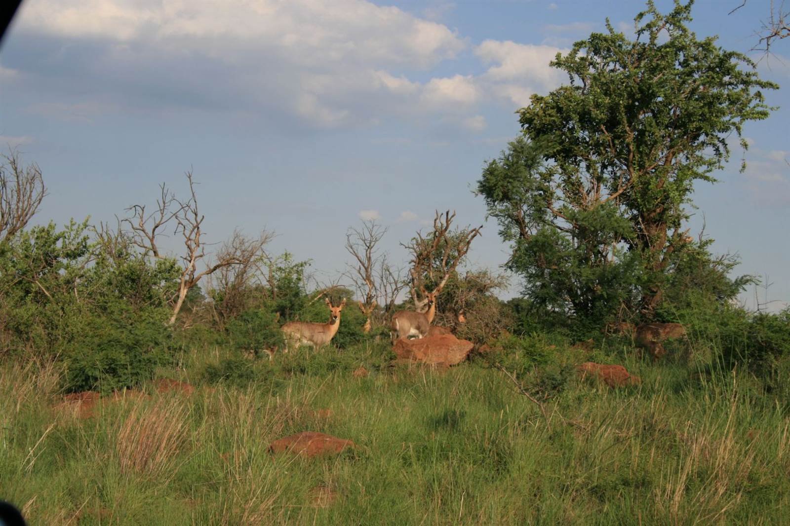 1772 m² Land available in Lekwena Wildlife Estate photo number 19