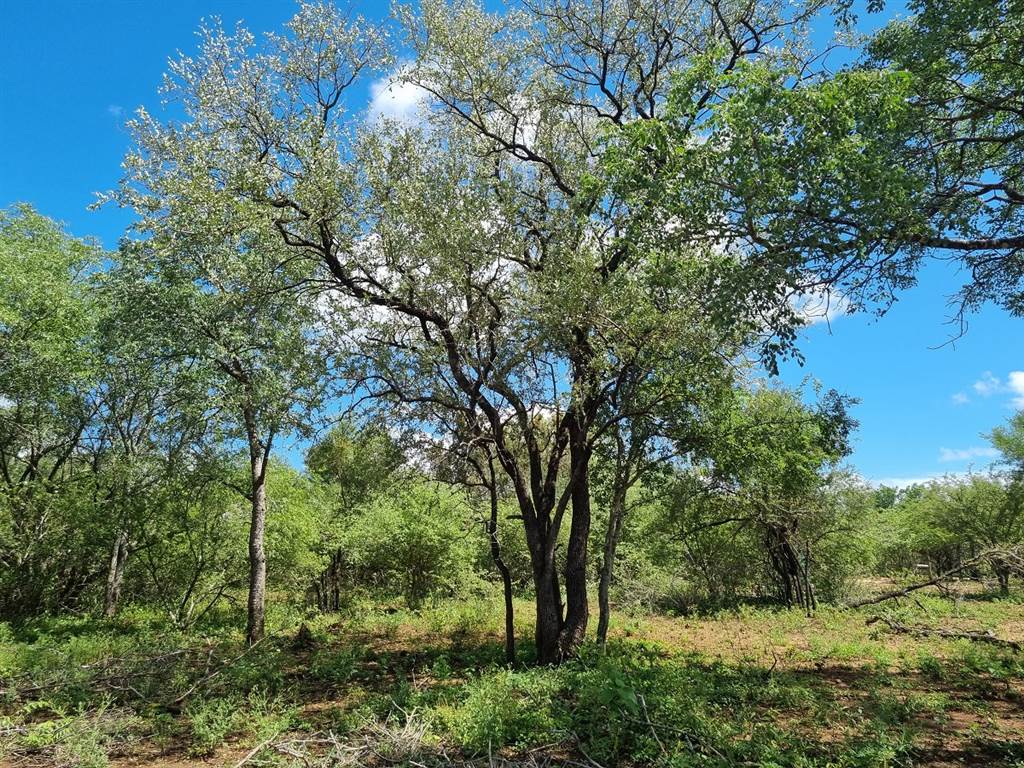 1580 m² Land available in Marloth Park photo number 10