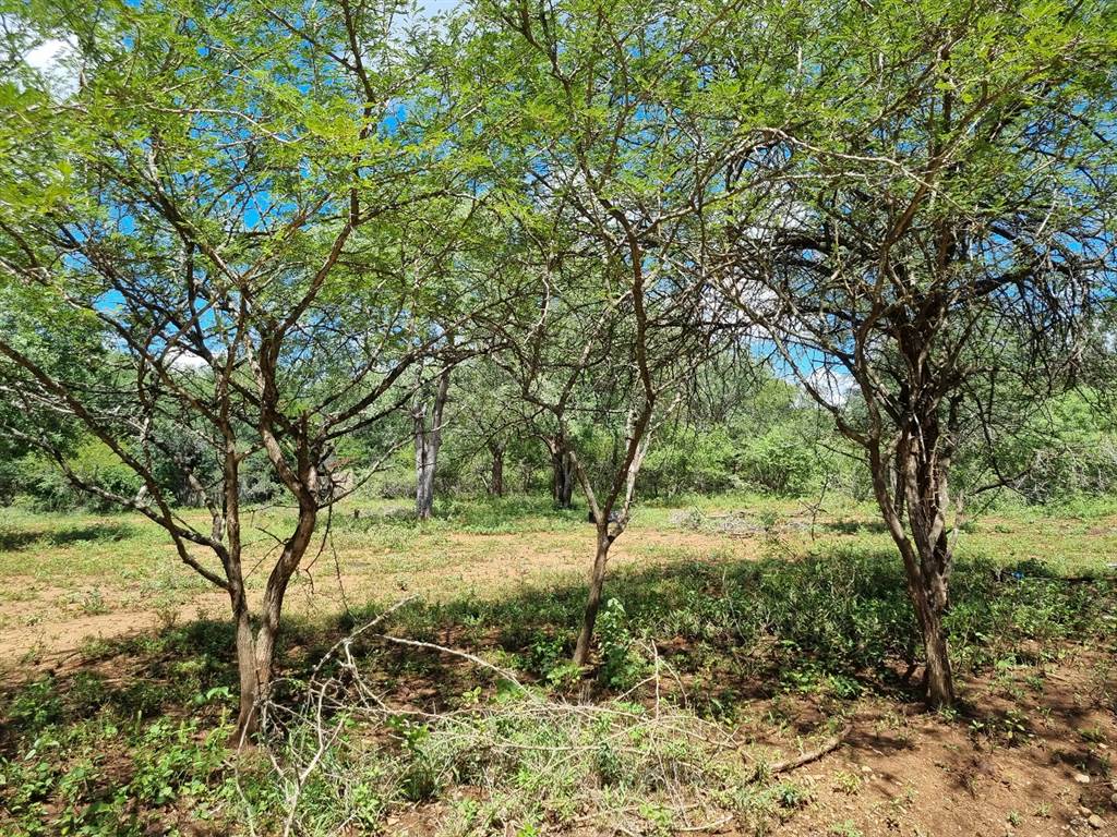 1580 m² Land available in Marloth Park photo number 11