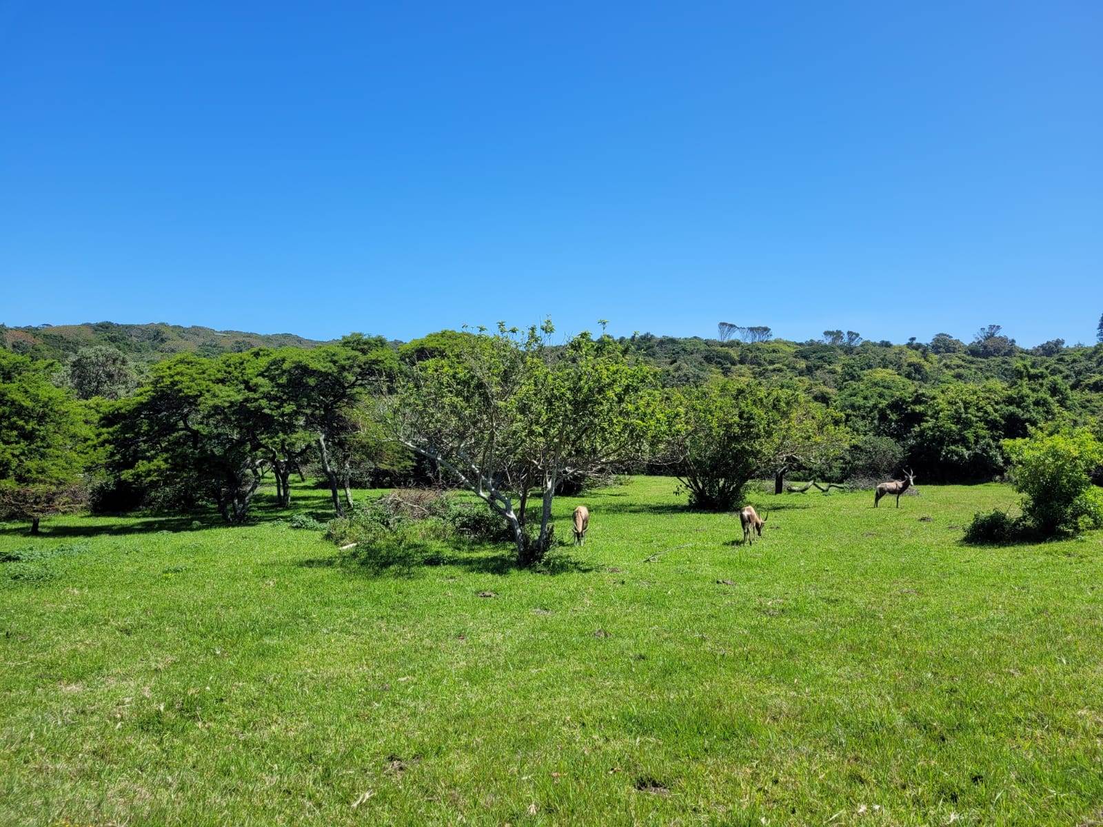 1170 m² Land available in Cove Rock photo number 3