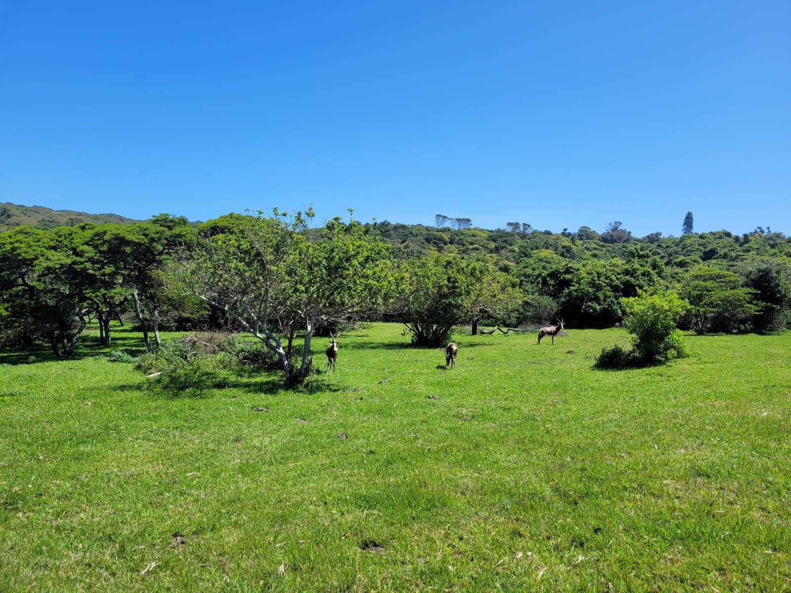 1170 m² Land available in Cove Rock photo number 2