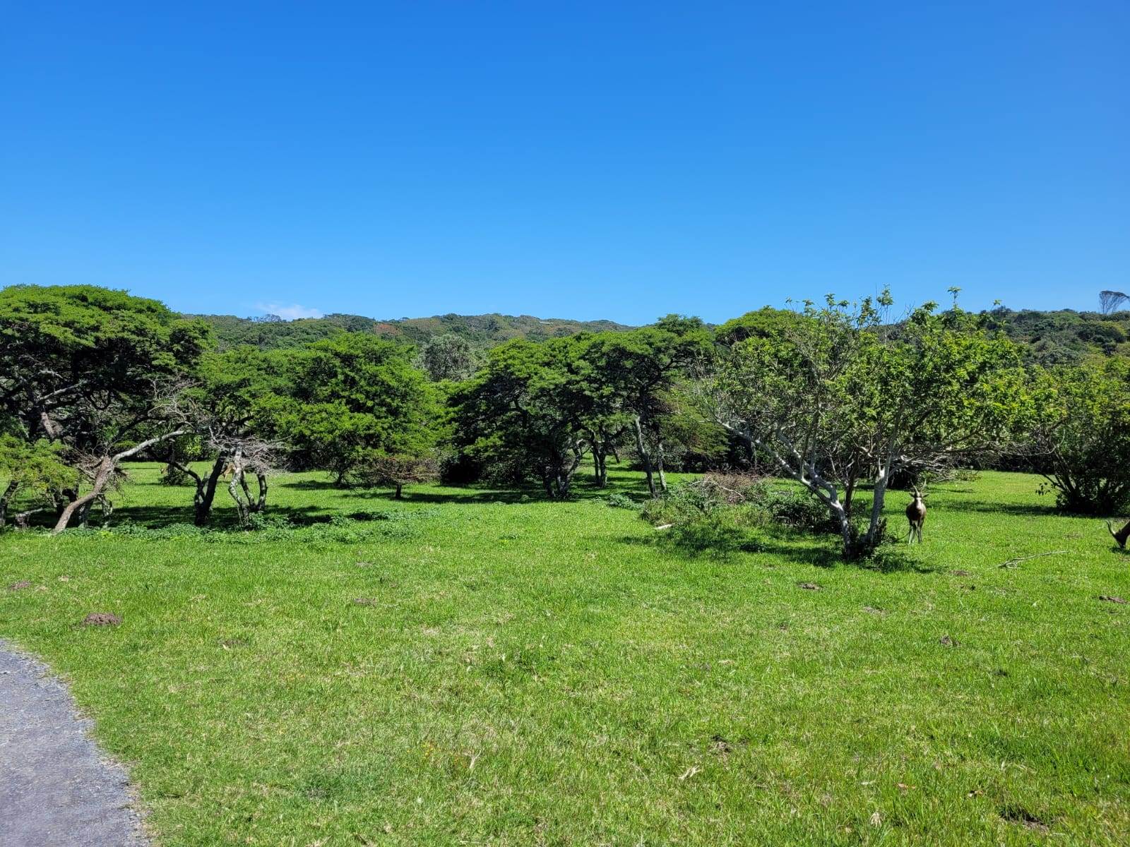 1170 m² Land available in Cove Rock photo number 1