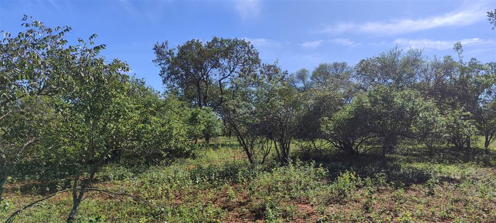 2560 m² Land available in Marloth Park photo number 4