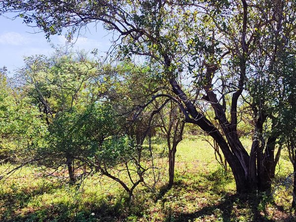 2560 m² Land available in Marloth Park