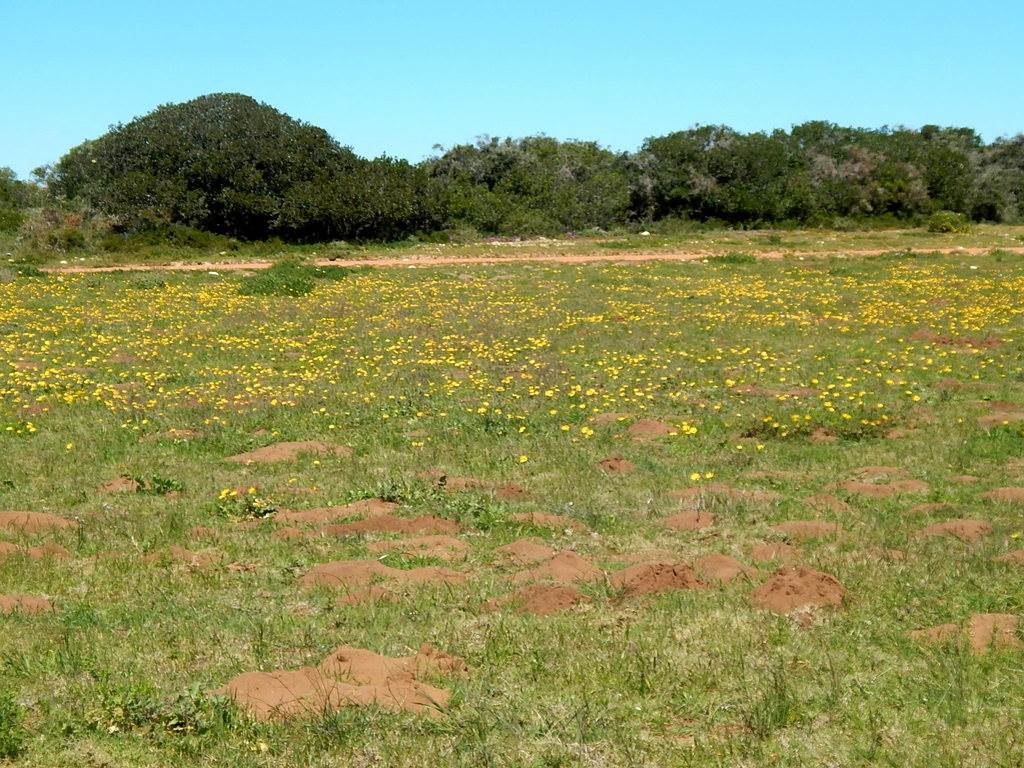 7.6 ha Land available in Stilbaai photo number 6