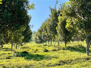 11.7 ha Farm in Port Shepstone
