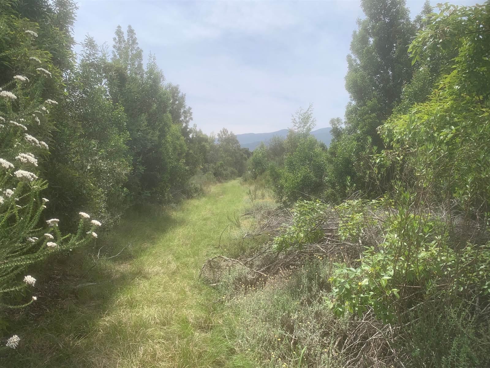 5150 m² Land available in The Crags photo number 3