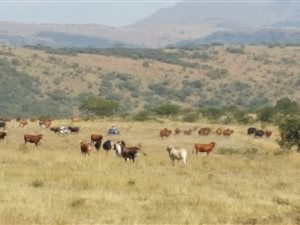 747 ha Land available in Greytown