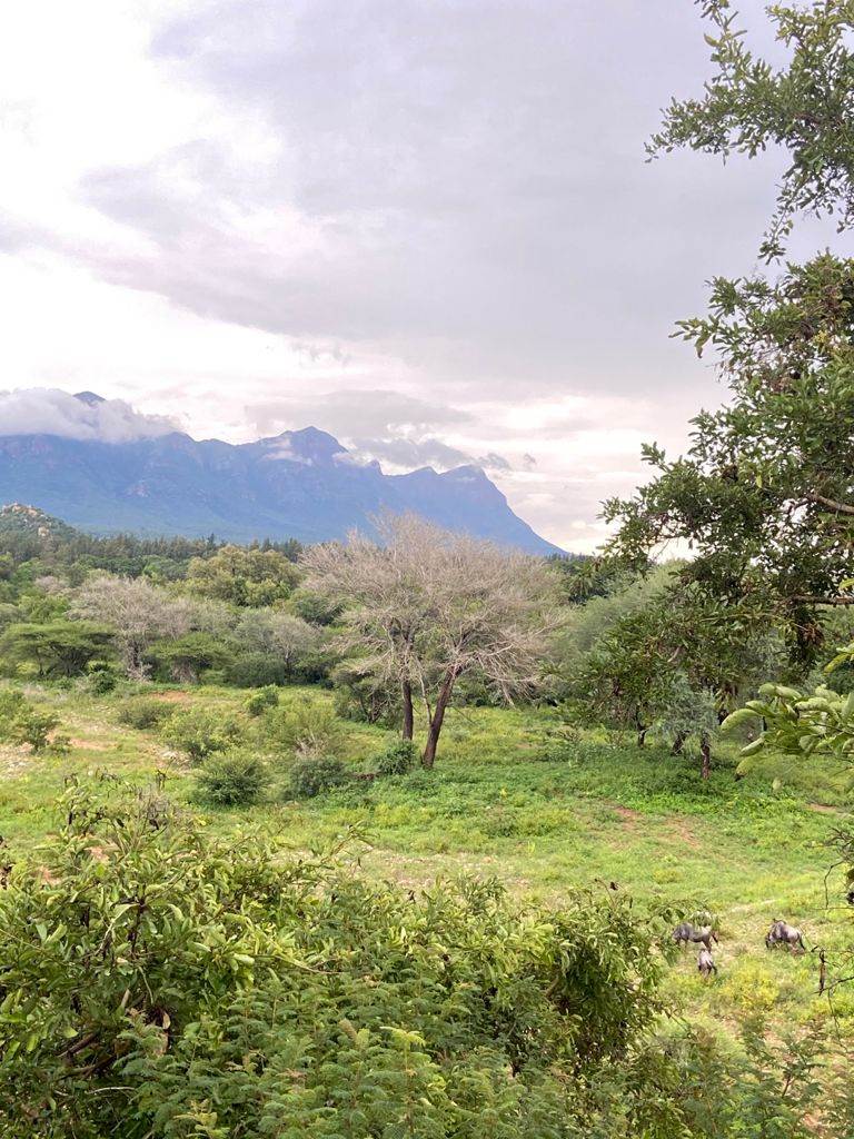 2720 m² Land available in Blyde Wildlife Estate photo number 8