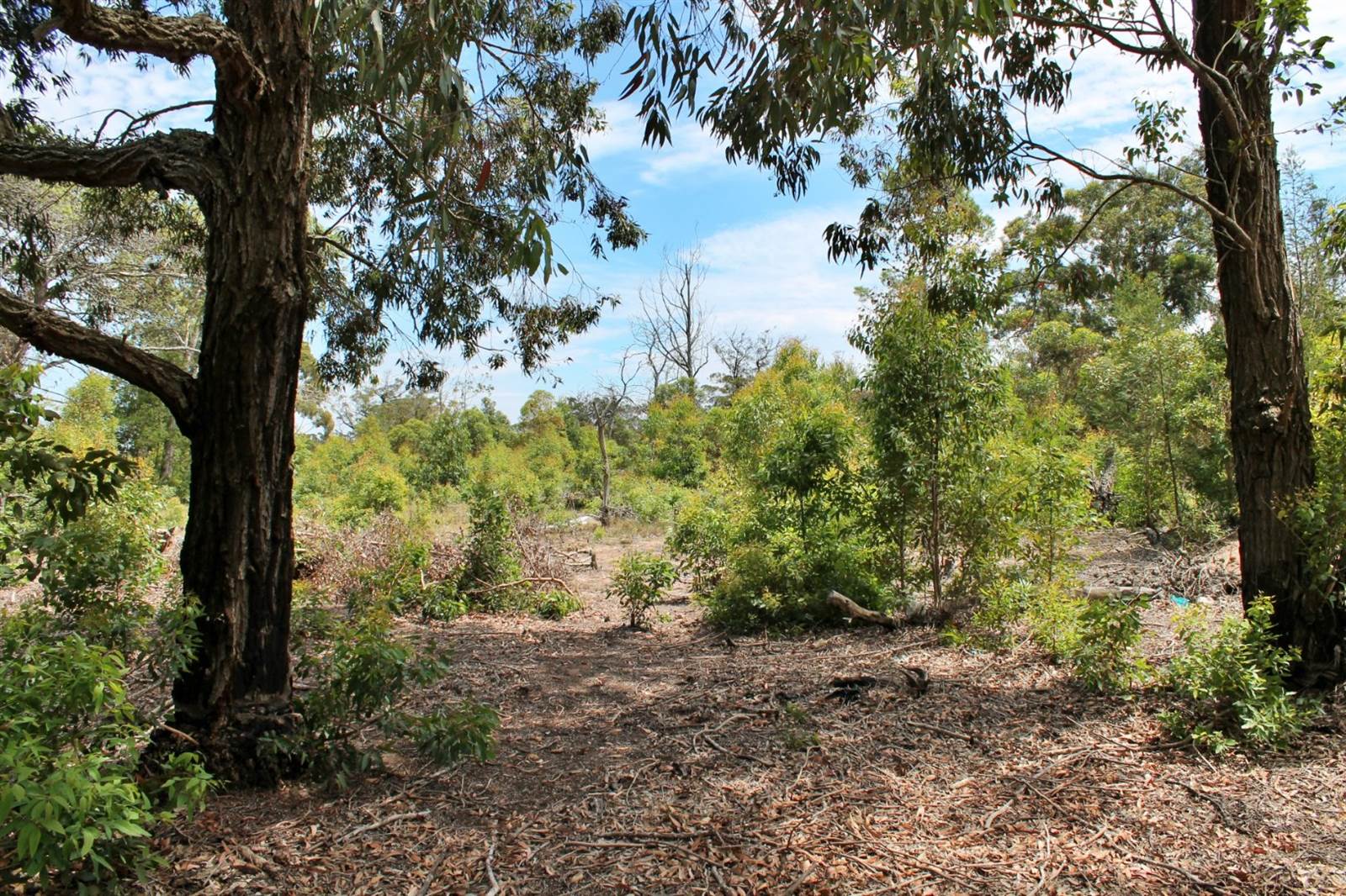 2 ha Land available in Greenbushes photo number 3