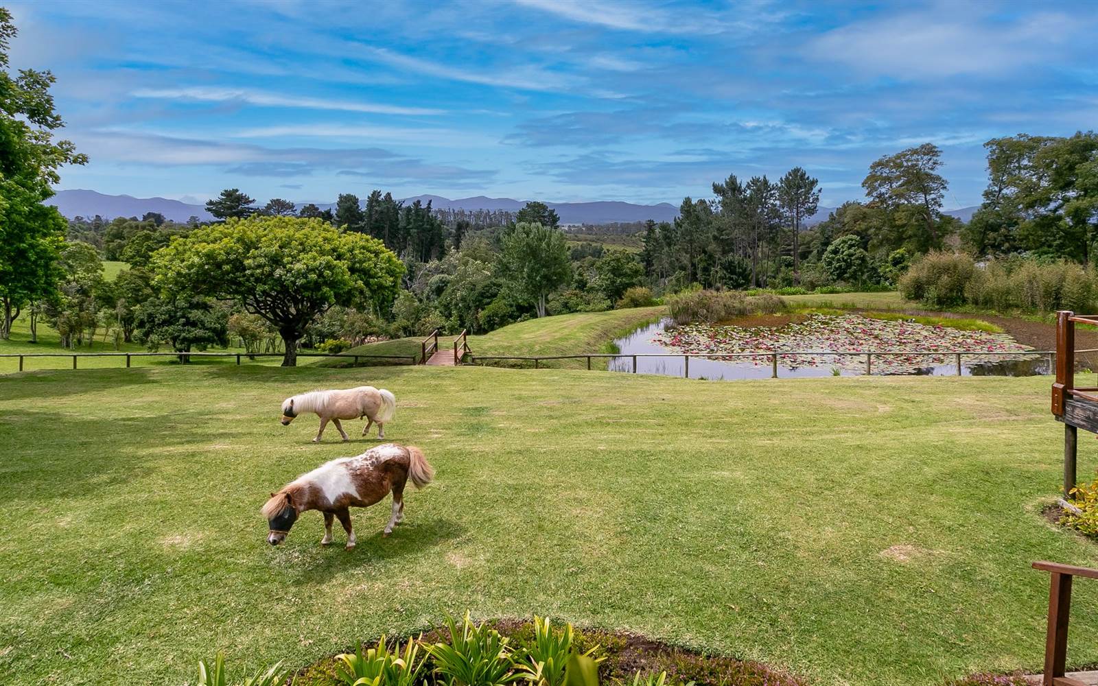 3.3 ha Smallholding in Knysna Central photo number 24