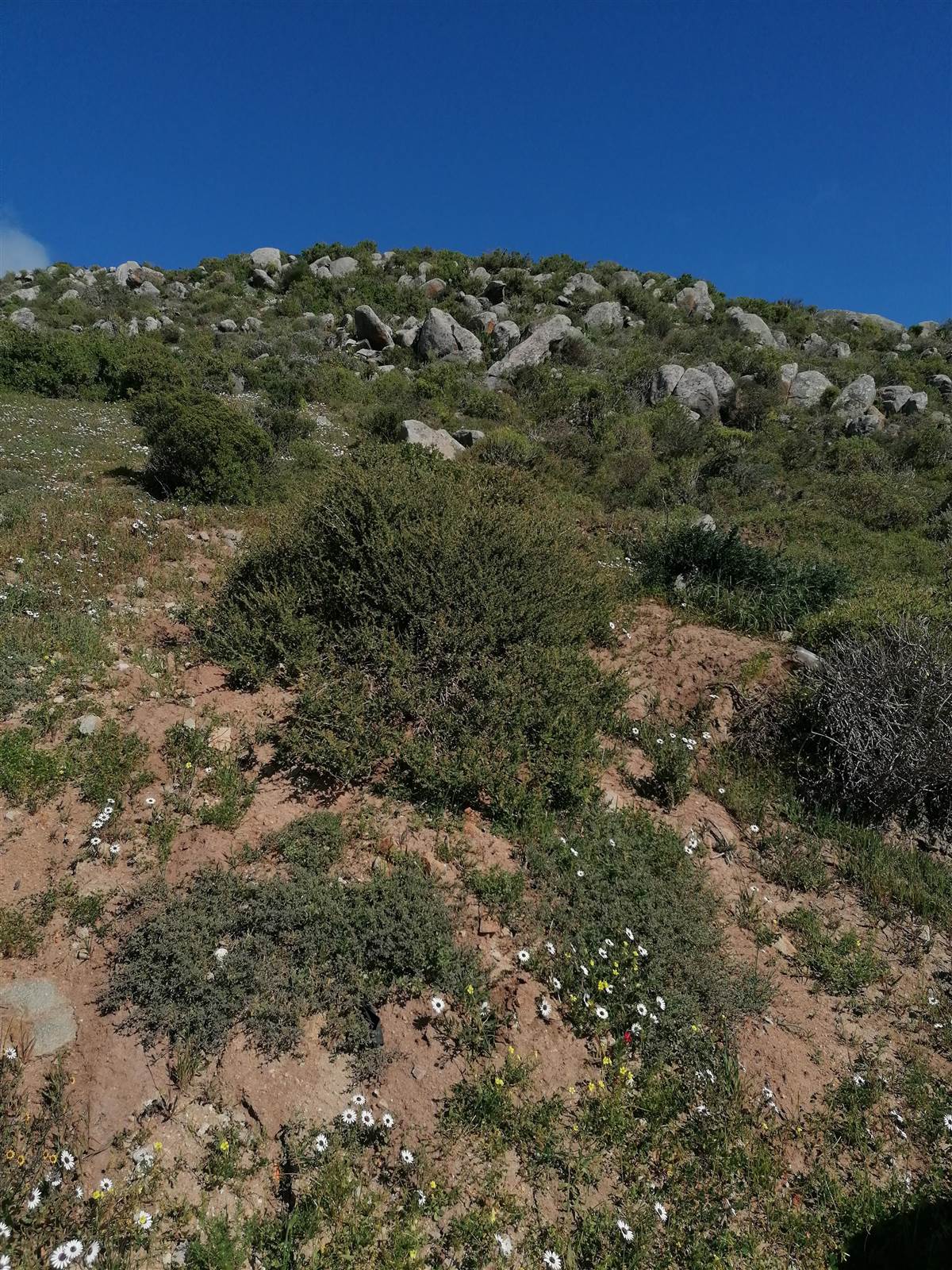 773 m² Land available in Saldanha photo number 7