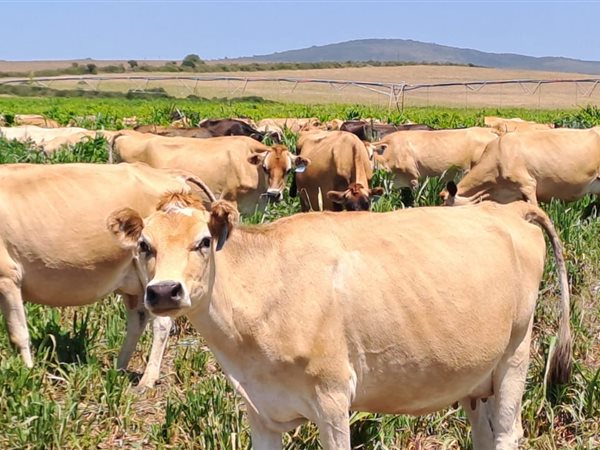 684 ha Farm