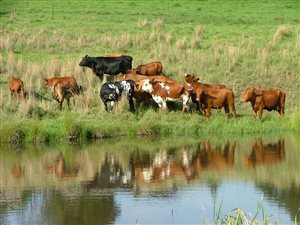 86 ha Farm in Estcourt