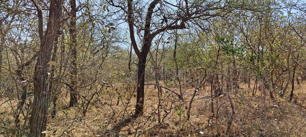 1635 m² Land available in Marloth Park photo number 3