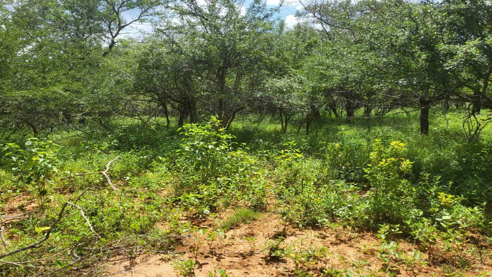2000 m² Land available in Marloth Park photo number 10
