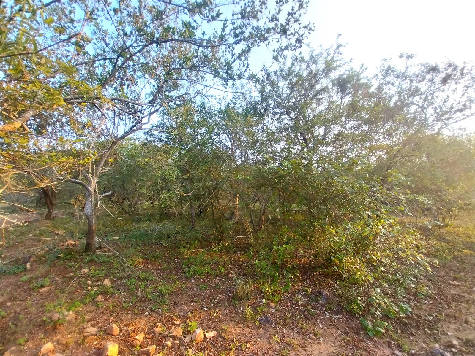 1550 m² Land available in Marloth Park photo number 9