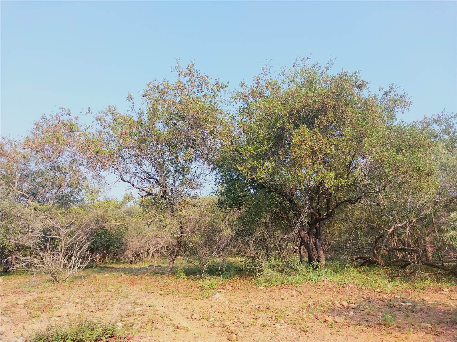 1550 m² Land available in Marloth Park photo number 2