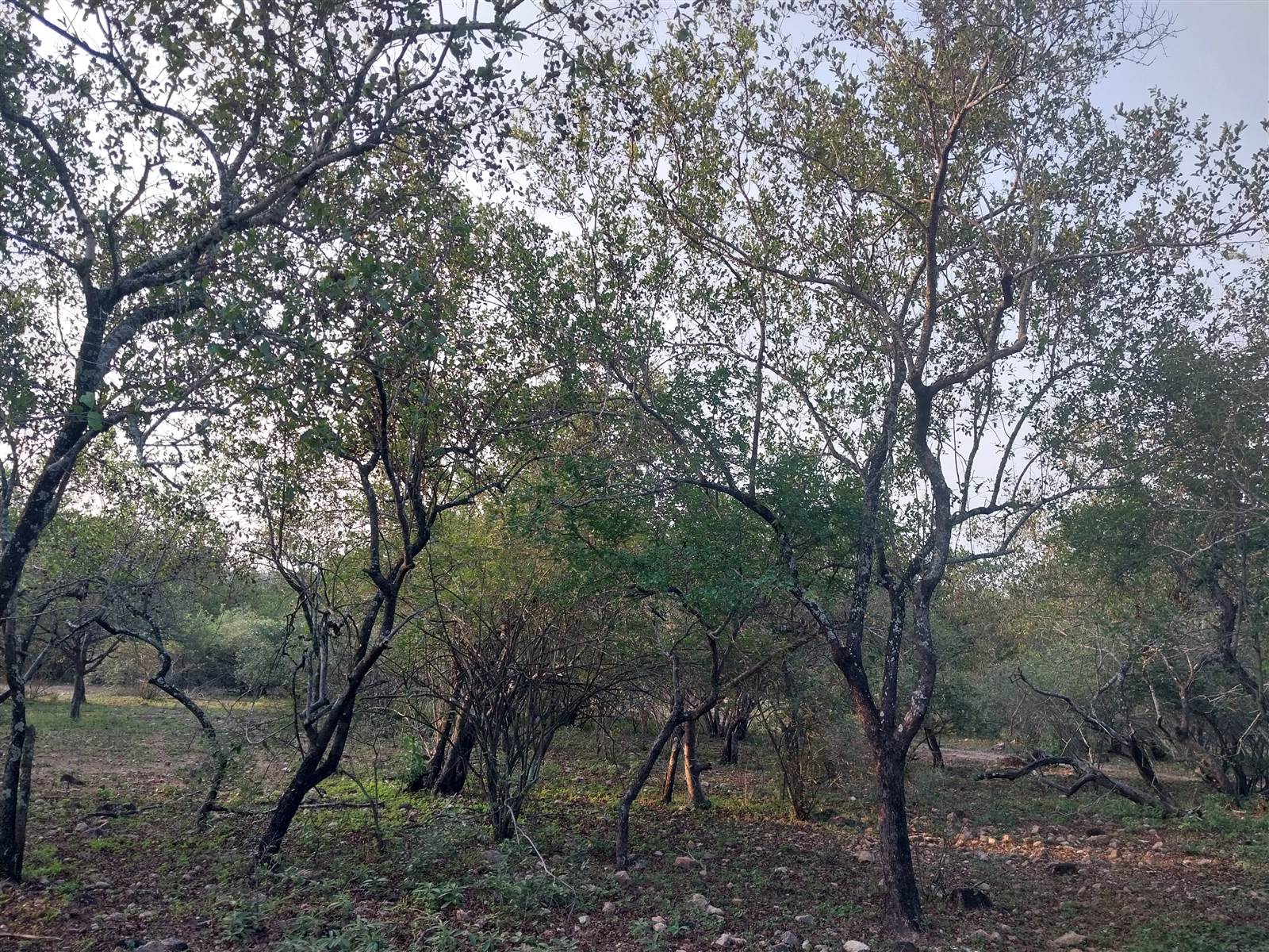 1550 m² Land available in Marloth Park photo number 4