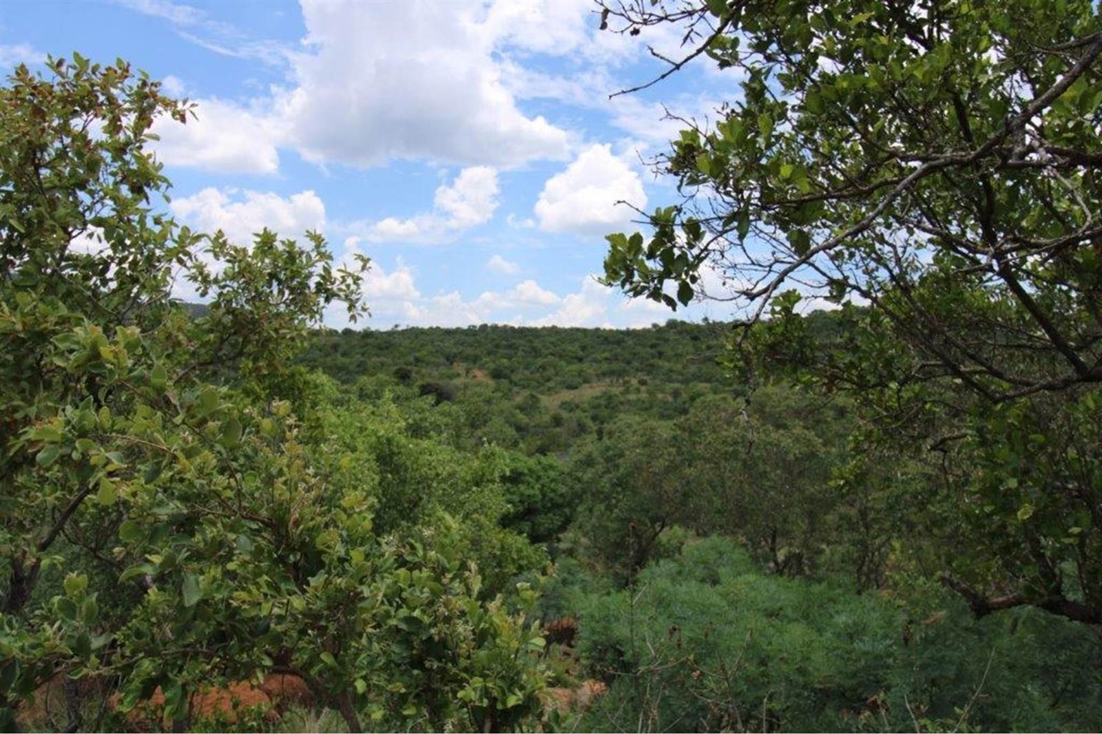 2500 m² Land available in Zwartkloof Private Game Reserve photo number 5