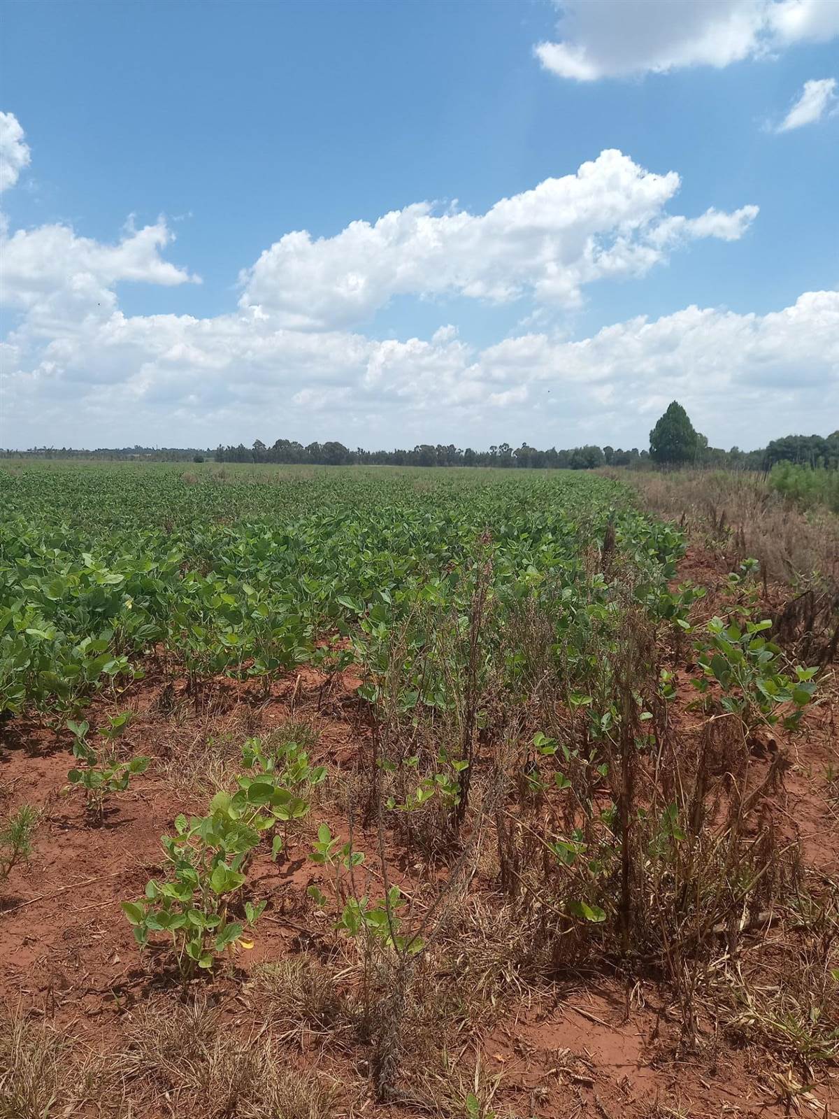 20 ha Land available in Leeuwfontein photo number 10