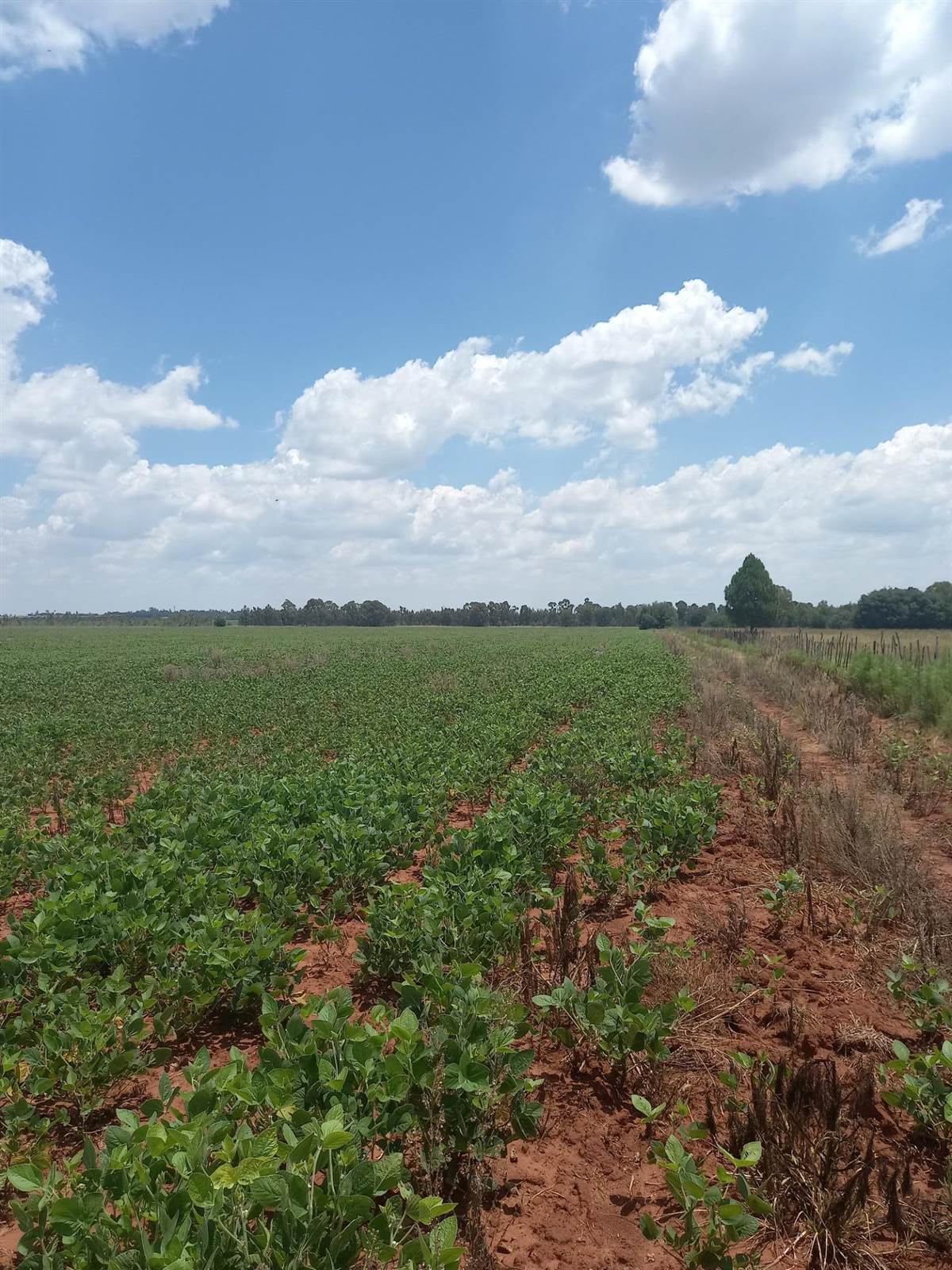 20 ha Land available in Leeuwfontein photo number 12