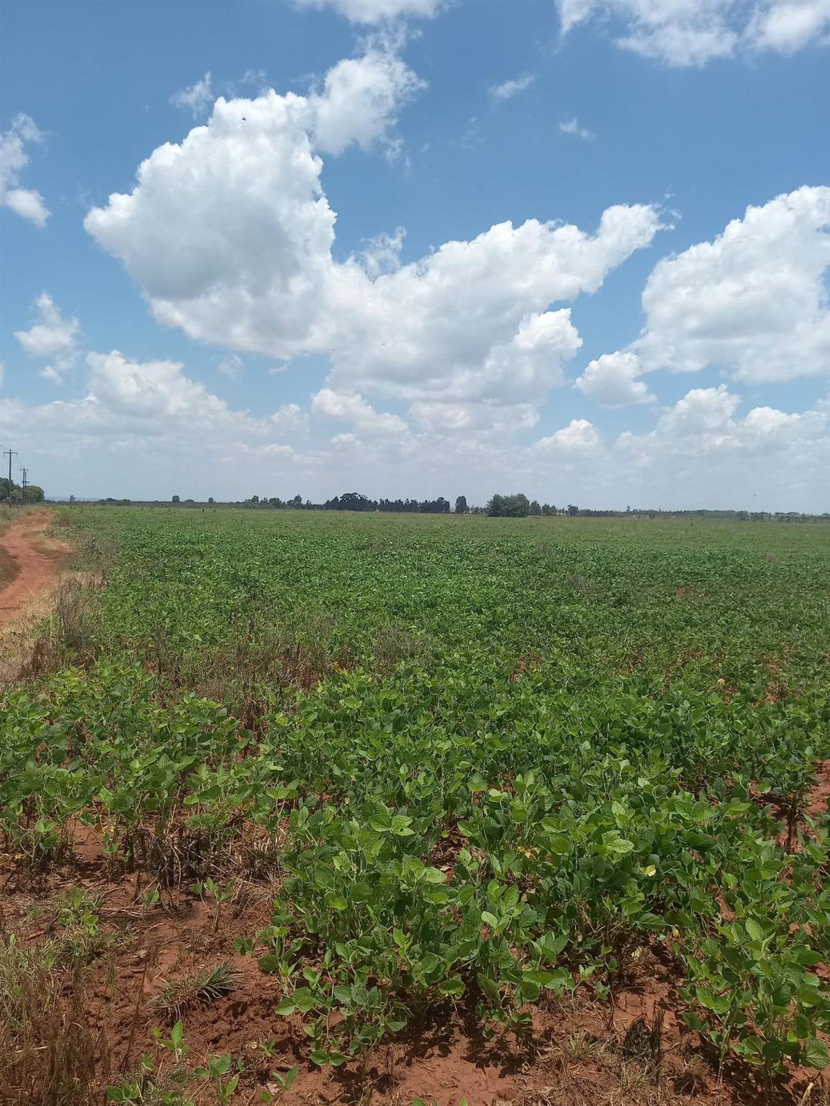 20 ha Land available in Leeuwfontein photo number 6