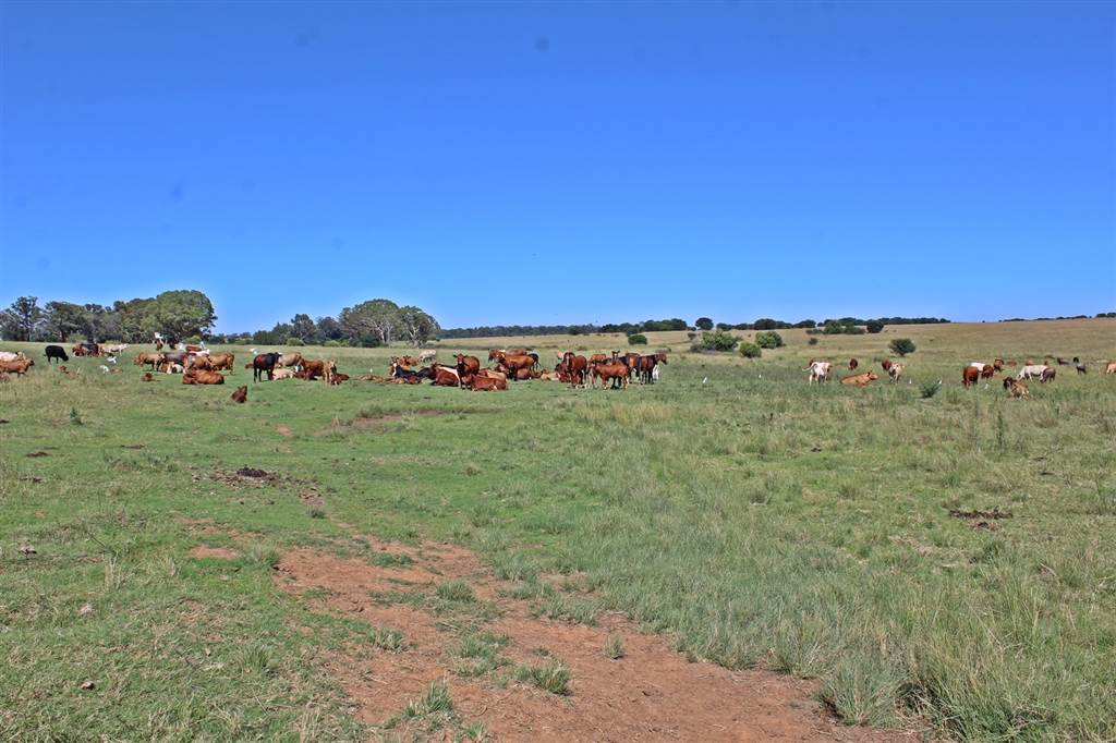 891 ha Farm in Bloemfontein Rural photo number 21