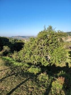 1960 m² Land available in Bothas Hill photo number 7