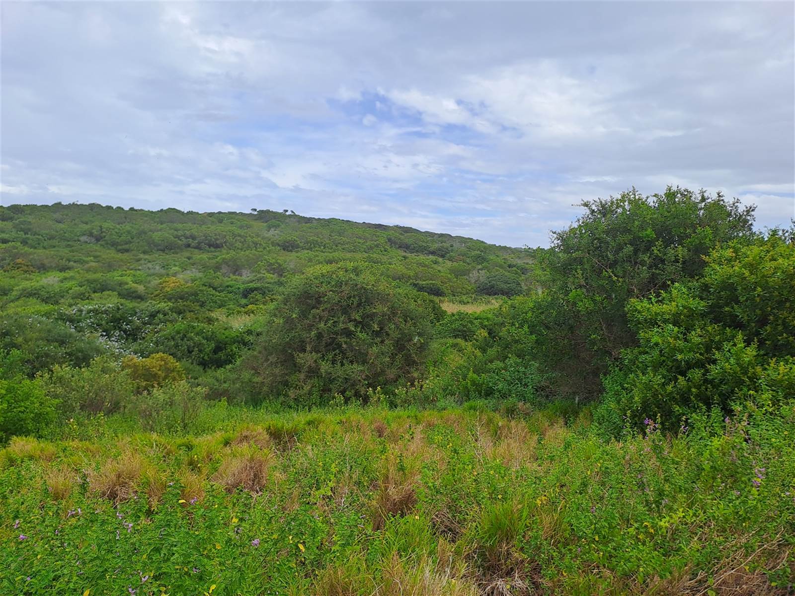 1233 m² Land available in Forest Downs photo number 7