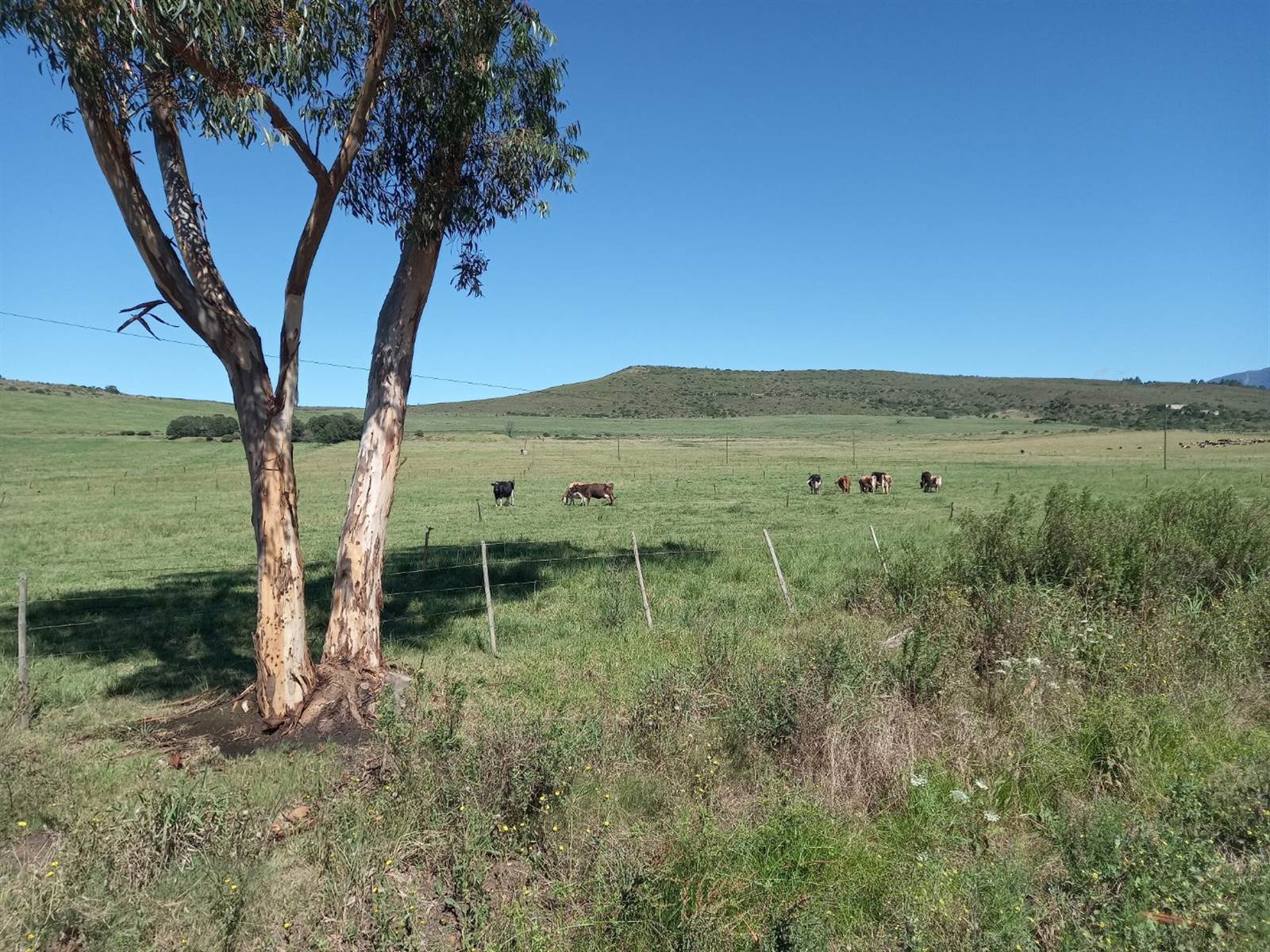 80 ha Farm in Riversdale photo number 1