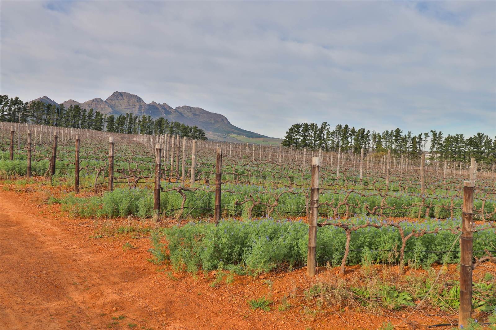 1128 m² Land available in Paradyskloof photo number 5