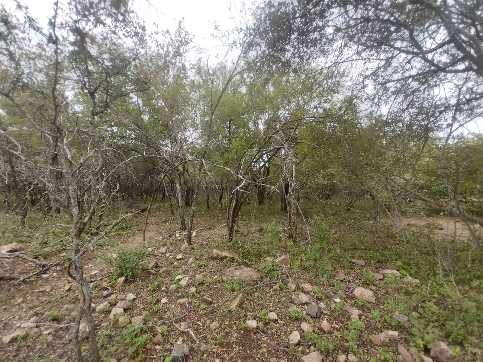 1998 m² Land available in Marloth Park photo number 5