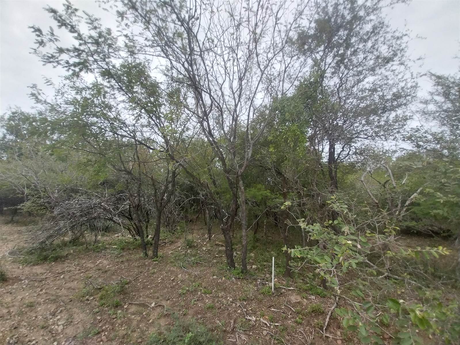 1998 m² Land available in Marloth Park photo number 3