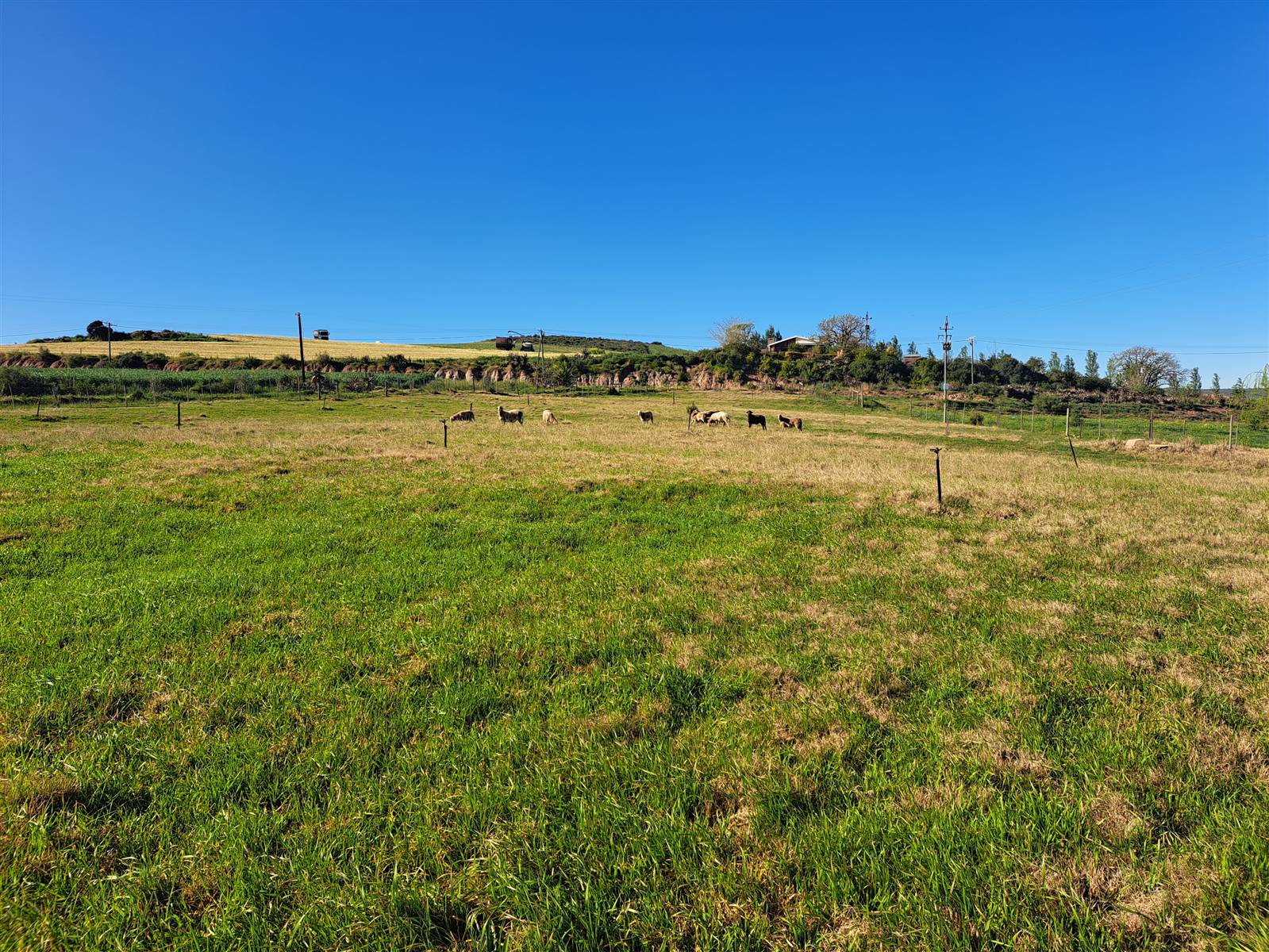 2.6 ha Farm in Riversdale photo number 3