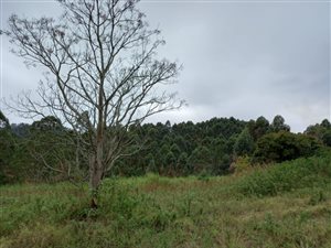 5.8 ha Farmland in Cato Ridge