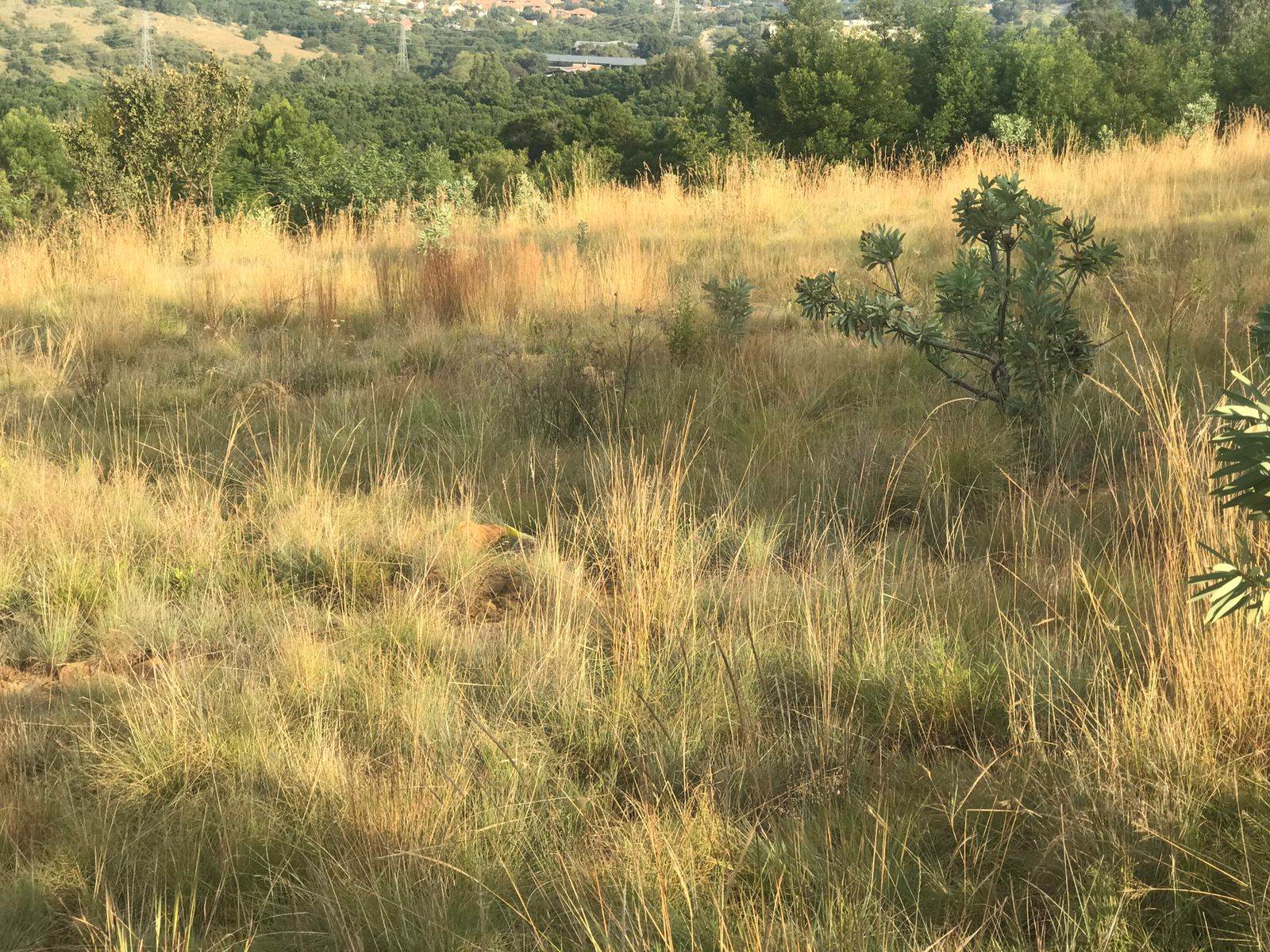1895 m² Land available in Waterkloof Heights photo number 5