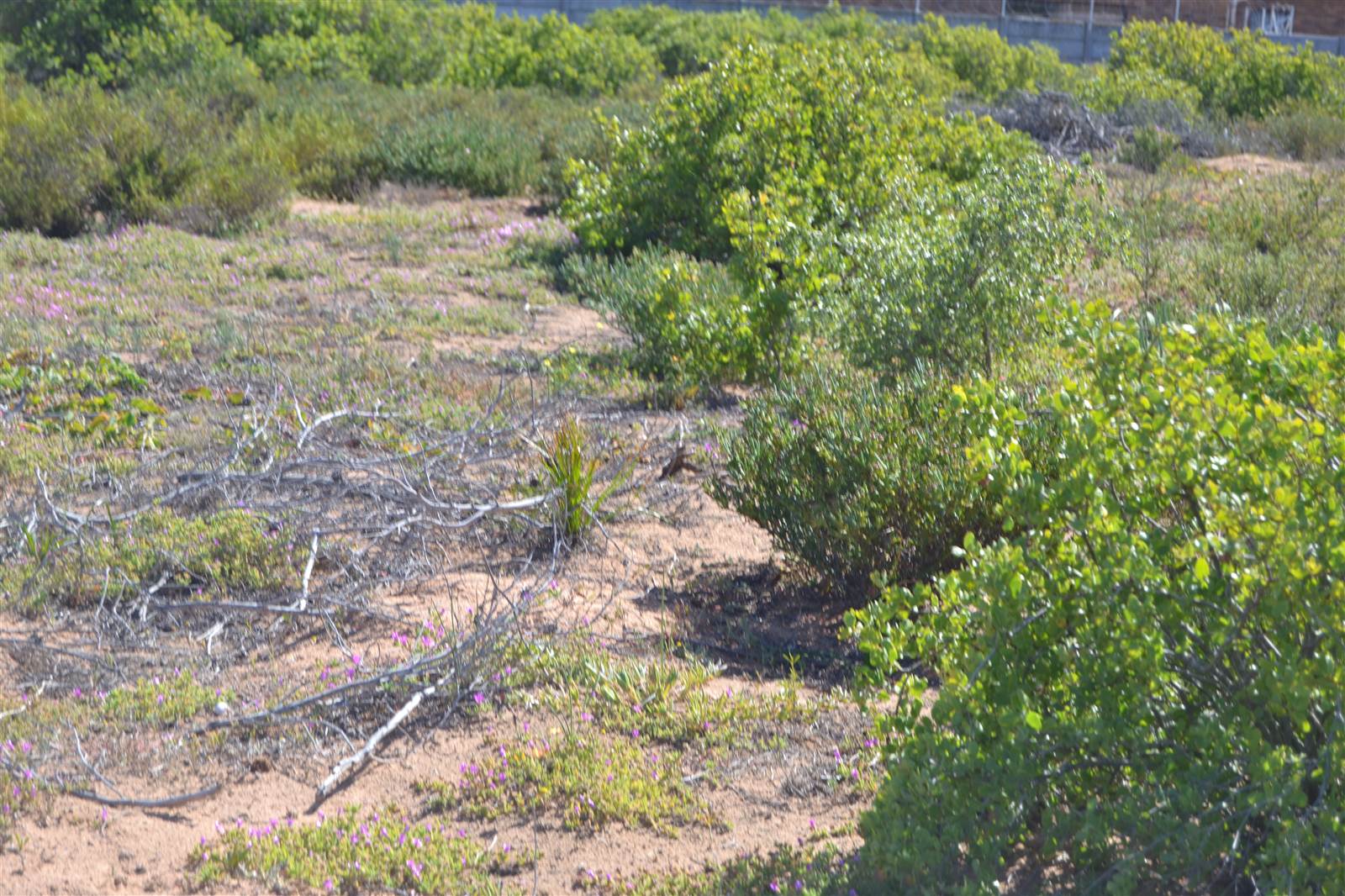 979 m² Land available in Lamberts Bay photo number 3