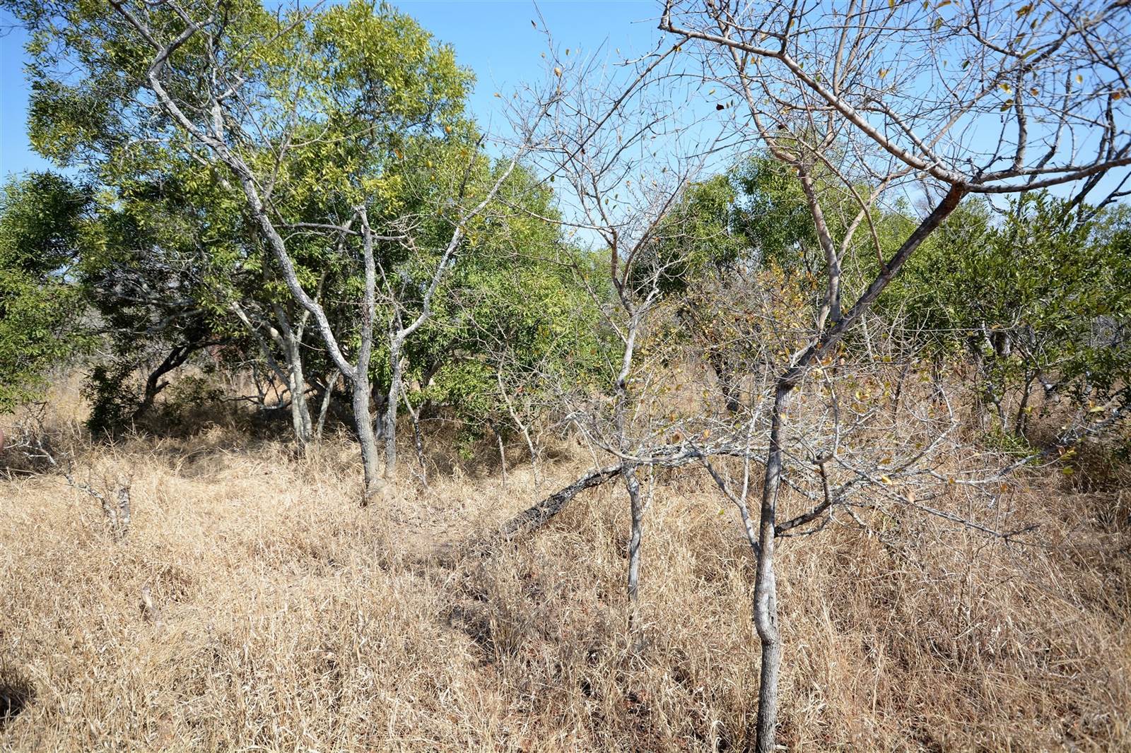 1 ha Land available in Moditlo Nature Reserve photo number 3