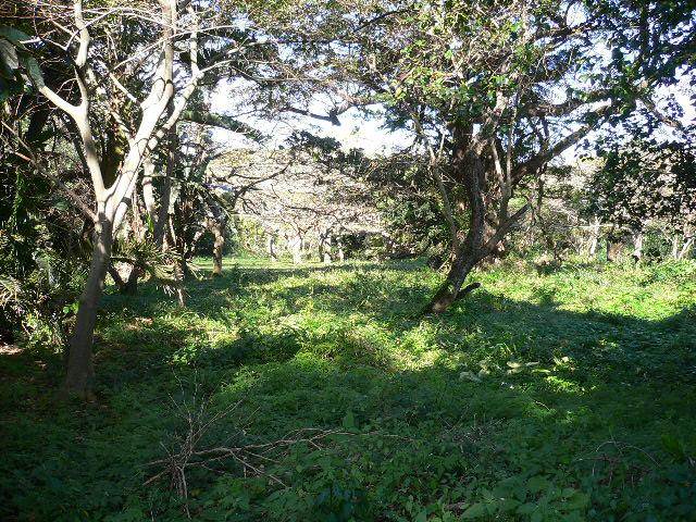 4047 m² Land available in Pennington photo number 4