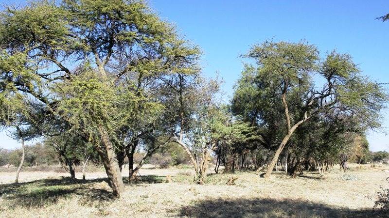616 m² Land available in Bela-Bela (Warmbaths) photo number 4