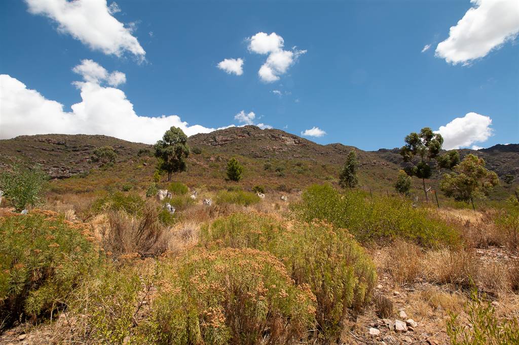 1069 m² Land available in Piketberg photo number 7