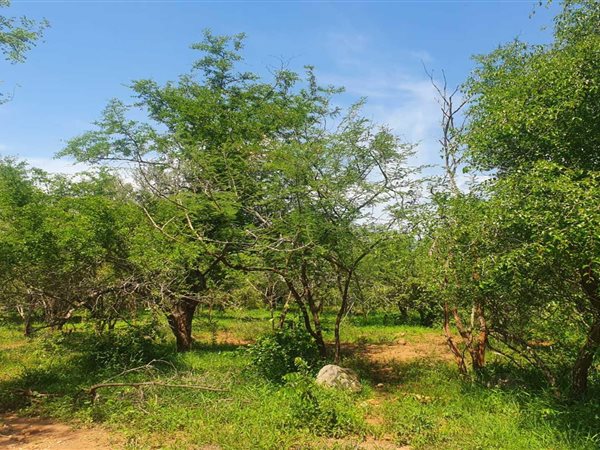 2190 m² Land available in Marloth Park