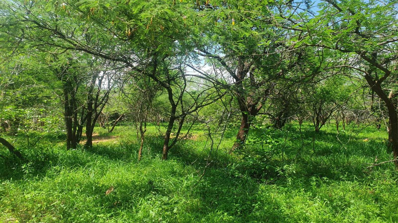 2190 m² Land available in Marloth Park photo number 12