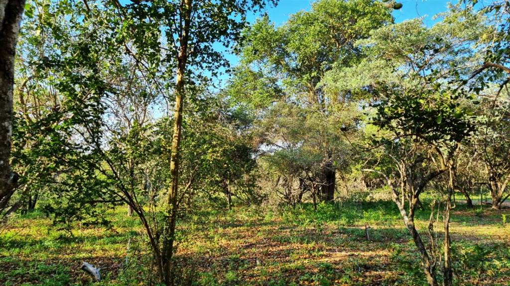 2067 m² Land available in Marloth Park photo number 3